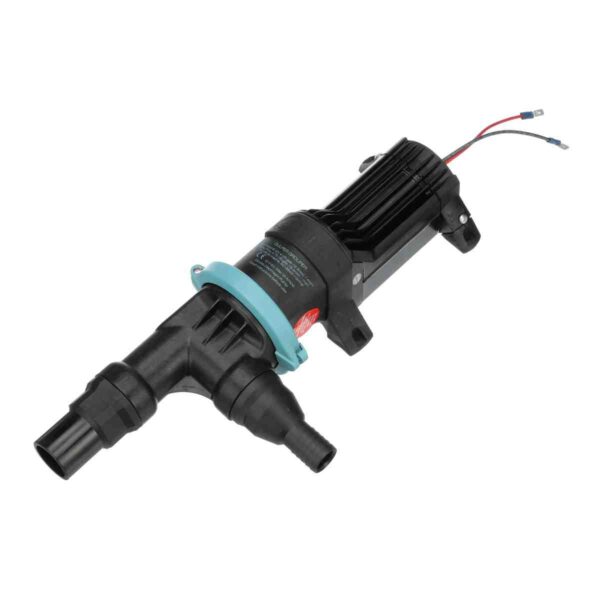 Whale Gulper  Grouper